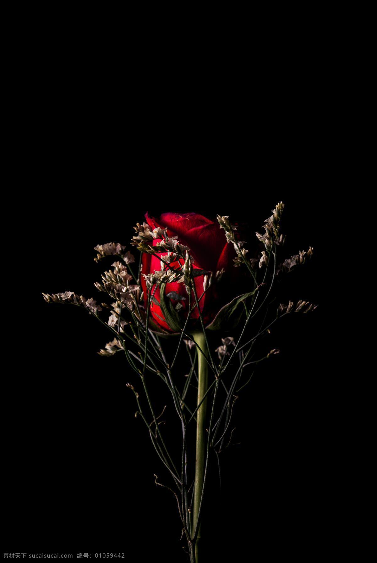 玫瑰 爱 自然 开花 浪漫 特写 红色玫瑰花 粉色玫瑰花 花 白色玫瑰花 蓝色玫瑰花 黑色 黑色背景 草 装饰 山 树 生物世界 花草