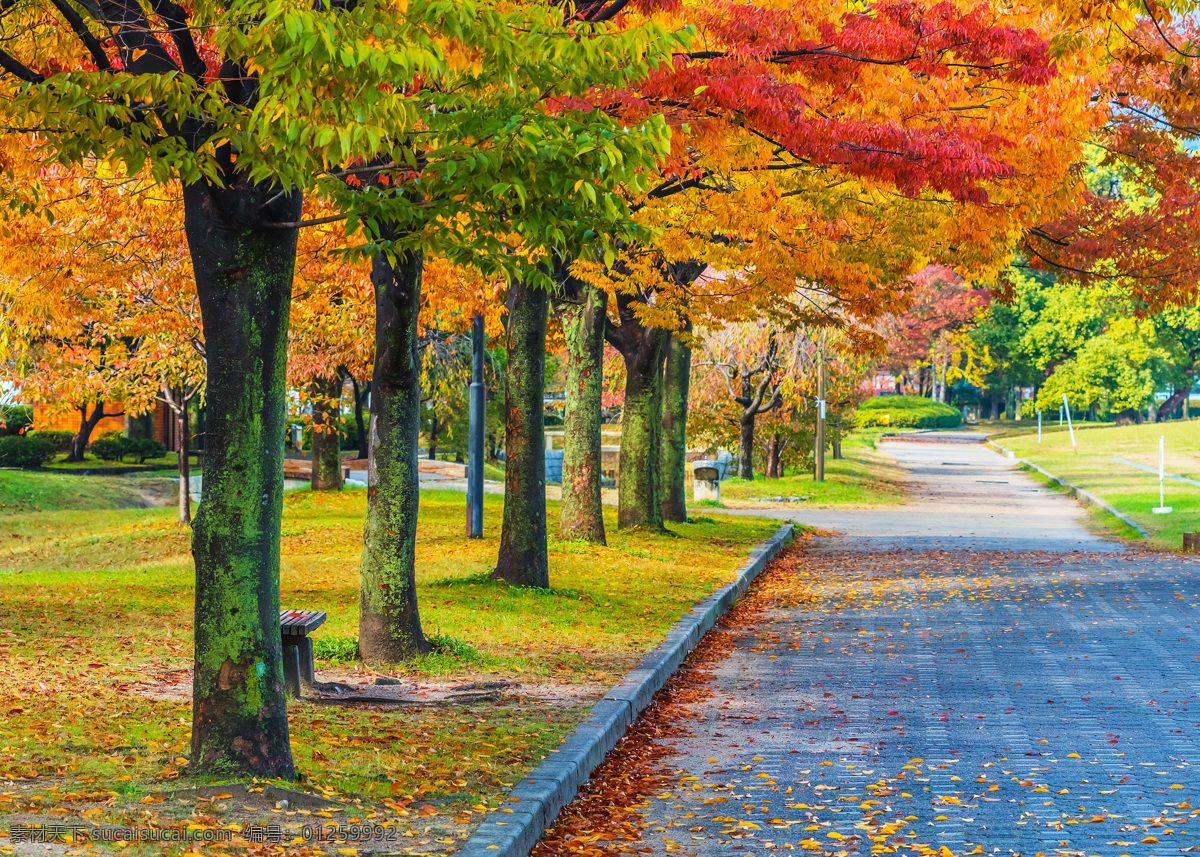 秋日 园林 风景图片 泛黄的树叶 红叶树林 道路 小路 园林风景图片 建筑园林 自然景观 建筑景观