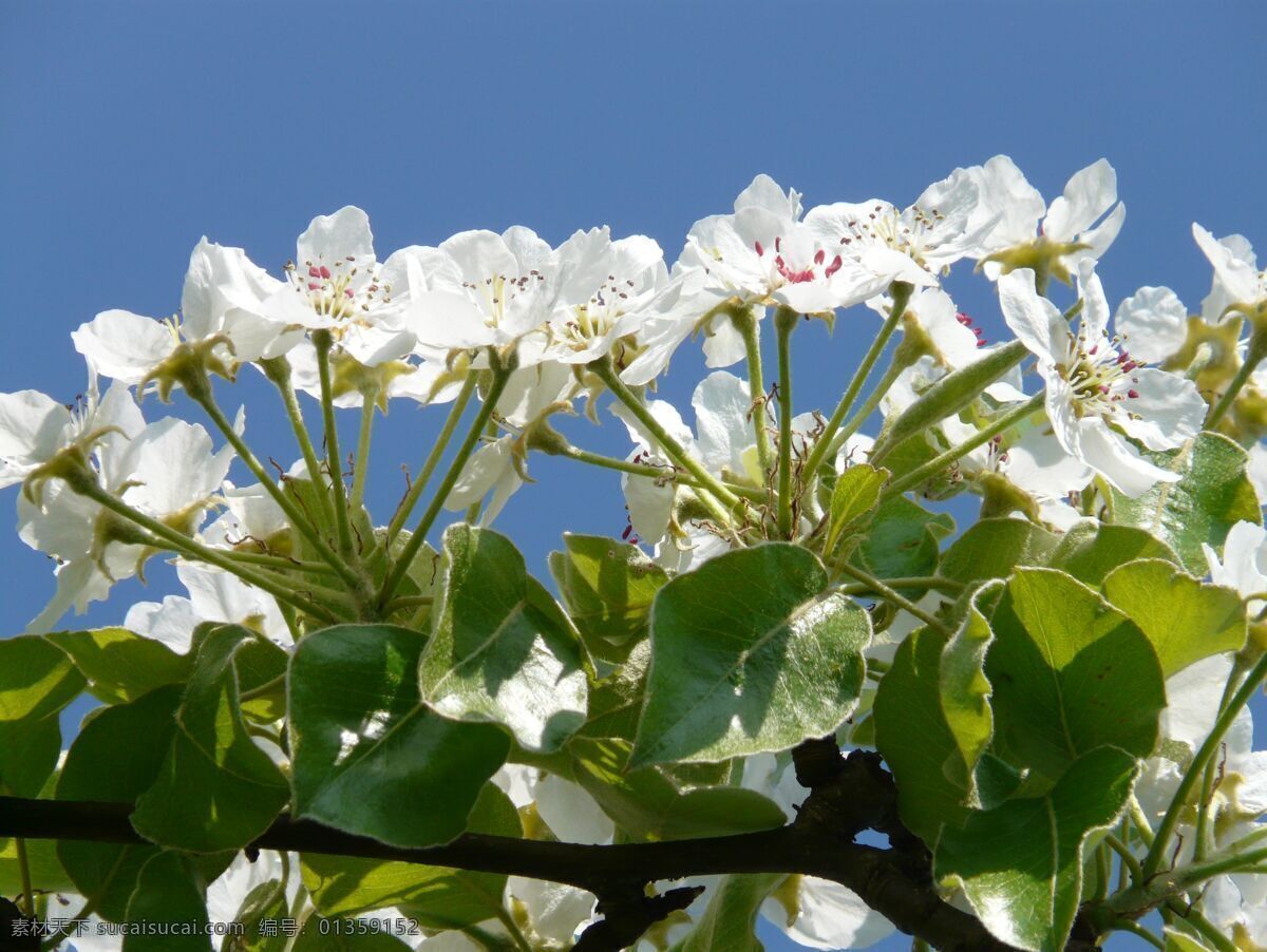 梨花谷 梨花赋 赏梨花 梨花节 梨花节背景 梨花节广告 桃花海报 梨花展板 梨花旅游 梨花田地 桃花摄影 桃花观光 桃花基地 桃花农家乐 桃花春游 梨花潭 梨花花开 梨花图片 春游 踏春 春天 春天海报 春天素材 桃花花背景 露营 户外 桃花拍摄 赏花节 农家乐桃花 农家乐 花海 游玩 农村 生物世界 花草