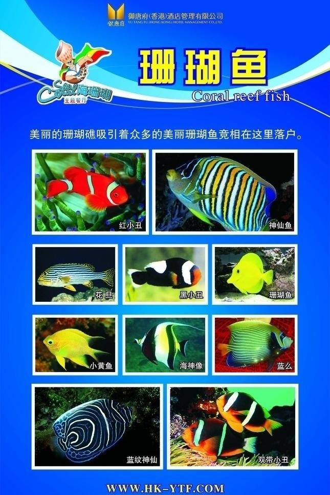 珊瑚 鱼类 广告 宣传画 精品广告 展报 海报 矢量 生物世界