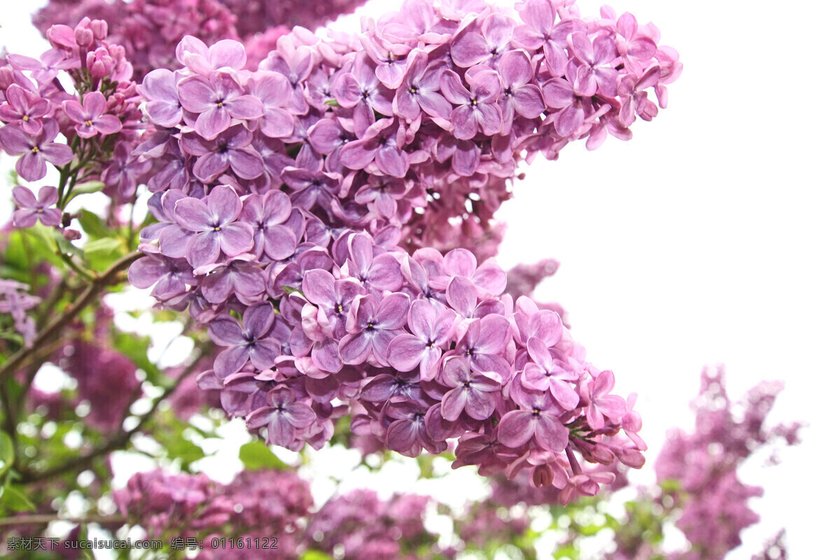 紫色丁香 丁香 花卉 花朵 鲜花 花 花束 鲜艳 艳丽 植物 花草 鲜花摄影 花草树木 生物世界 白色