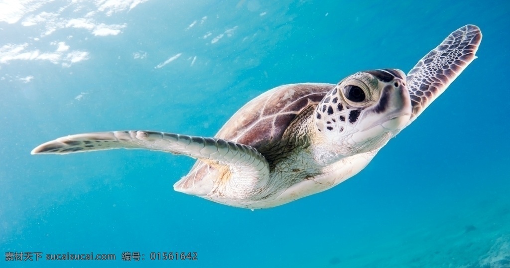 海龟 乌龟 鳄龟 海洋动物 生物世界 海洋生物 动物摄影