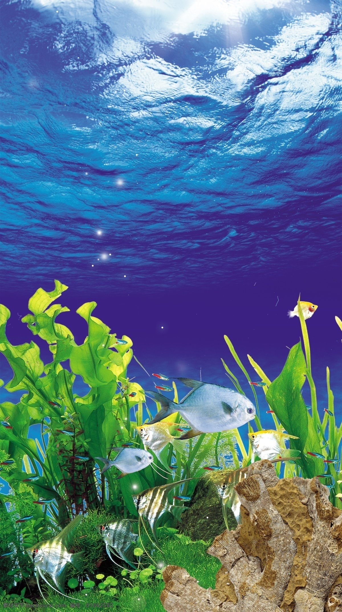 海底世界 海底 鱼缸造景 唯美 海底生物 海底素材 生物世界 海洋生物