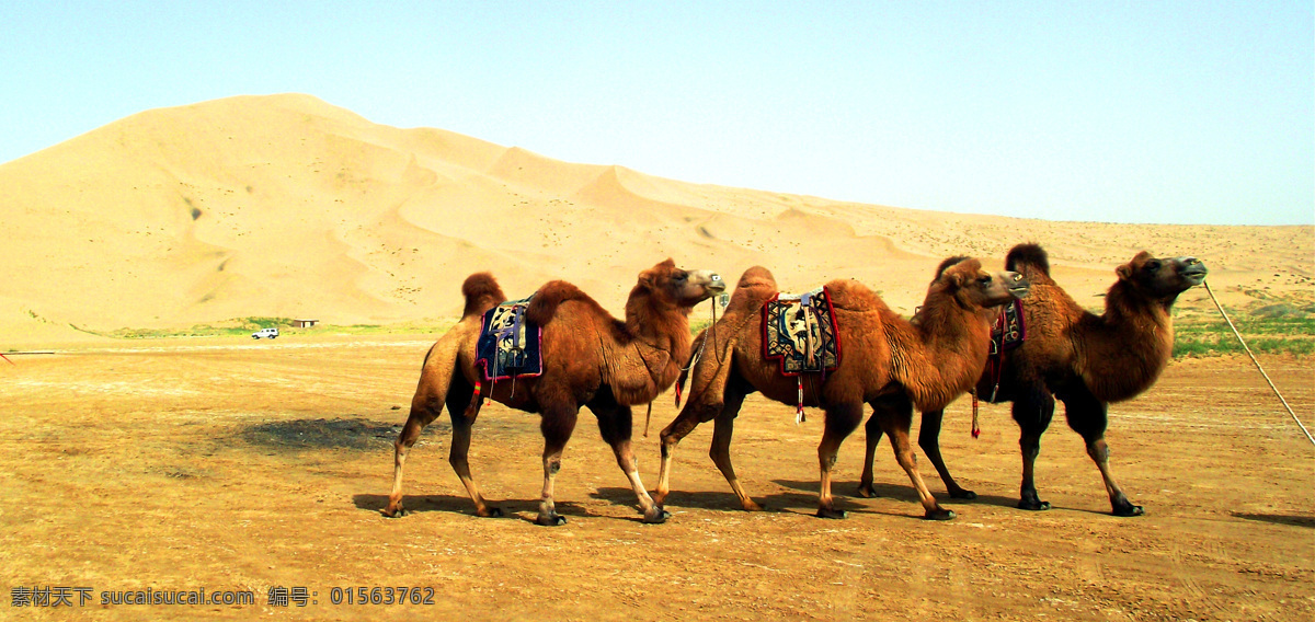 沙漠 沙丘 骆驼 三只骆驼 骆驼群 生物世界 野生动物