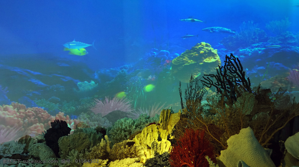 海底景色 海底世界 海洋 珊瑚岛 生物 海洋生物 珊瑚 生物世界