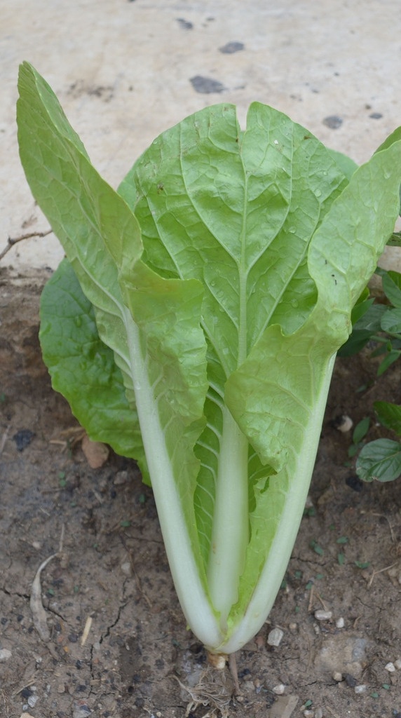 小白菜 农作物 绿色蔬菜 无公害蔬菜 叶菜类 生物世界 蔬菜