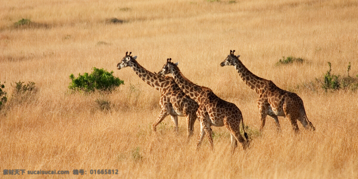 非洲 草原 上 长颈鹿 非洲草原 野生动物 动物世界 陆地动物 生物世界 黄色