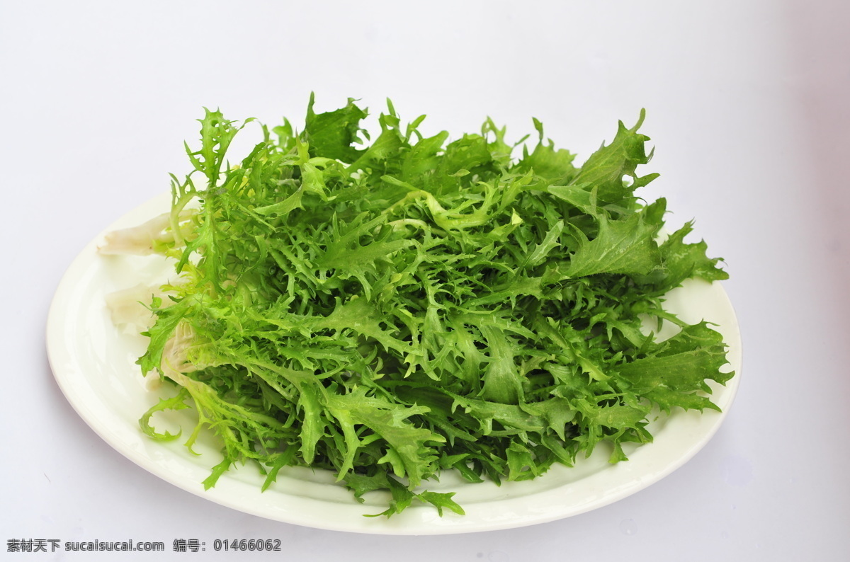 苦苣 苦菜 狗牙生菜 九芽生菜 苦荬菜 生物世界 蔬菜