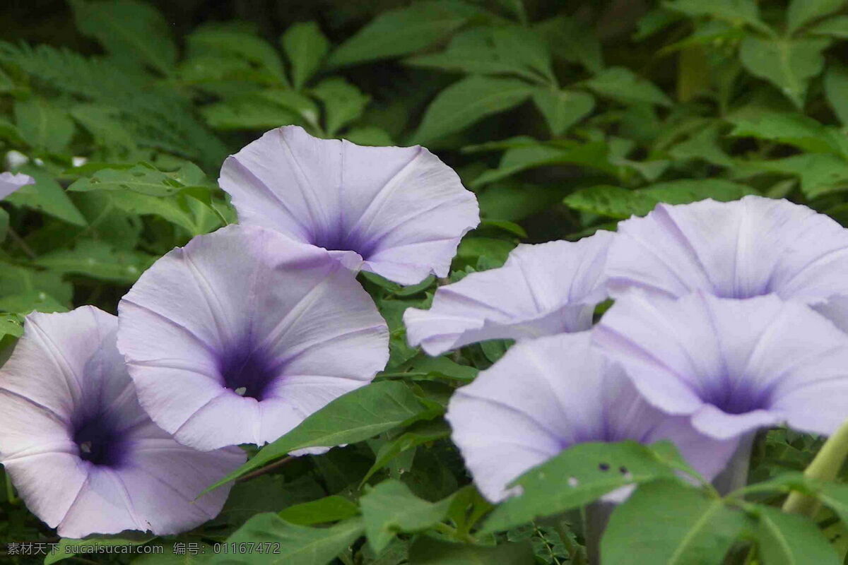 高清 紫色 喇叭花 花卉 花朵 花草 花