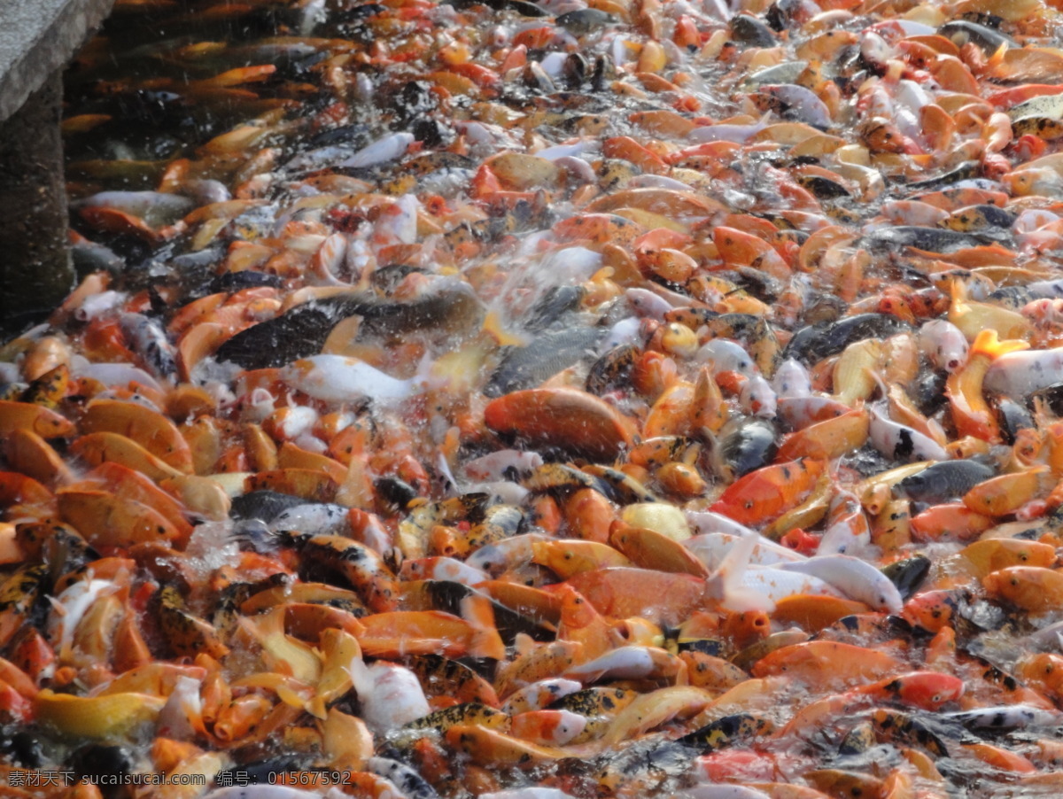 锦鲤 生物世界 鱼类 鱼群 锦鲤观赏鱼 喂食鱼群 锦鲤鱼群