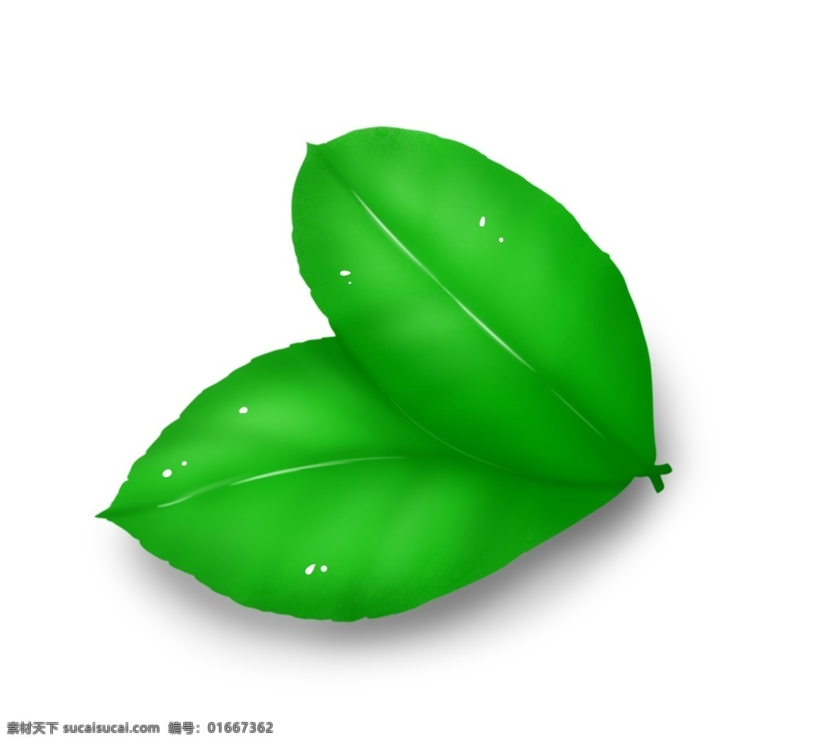 两 片 嫩绿色 叶子 插画 植物 花叶 花朵 植物叶子插图 两片叶子 嫩绿色叶子 绿色植物叶子