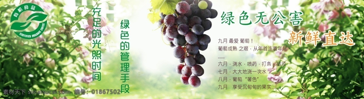 主要 展示 有机 食品 为主 体 现出 绿色 安全 葡萄 人 健康 生活 理念 画面 清晰 结构 布局 不单 调