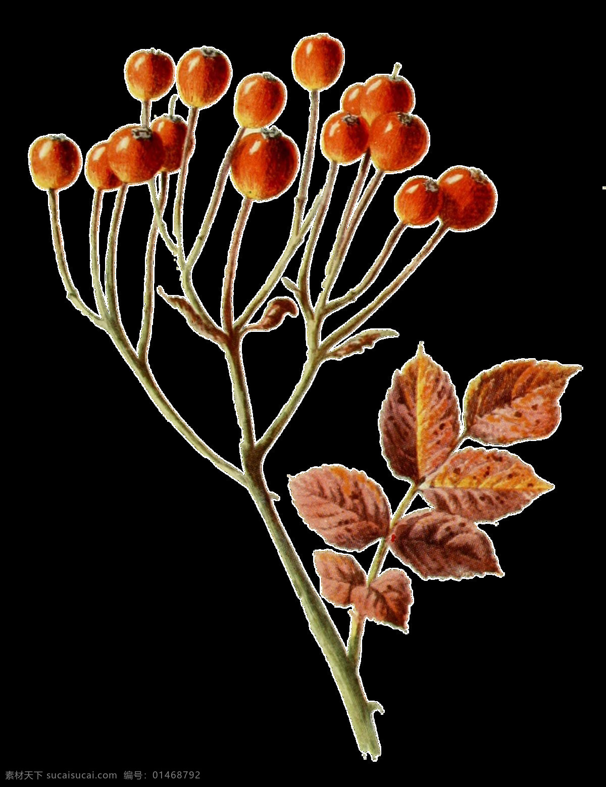 手绘 株 红色 野果 树枝 透明 装饰 果实 花刺 免扣素材 树叶 透明素材 野生 装饰图片