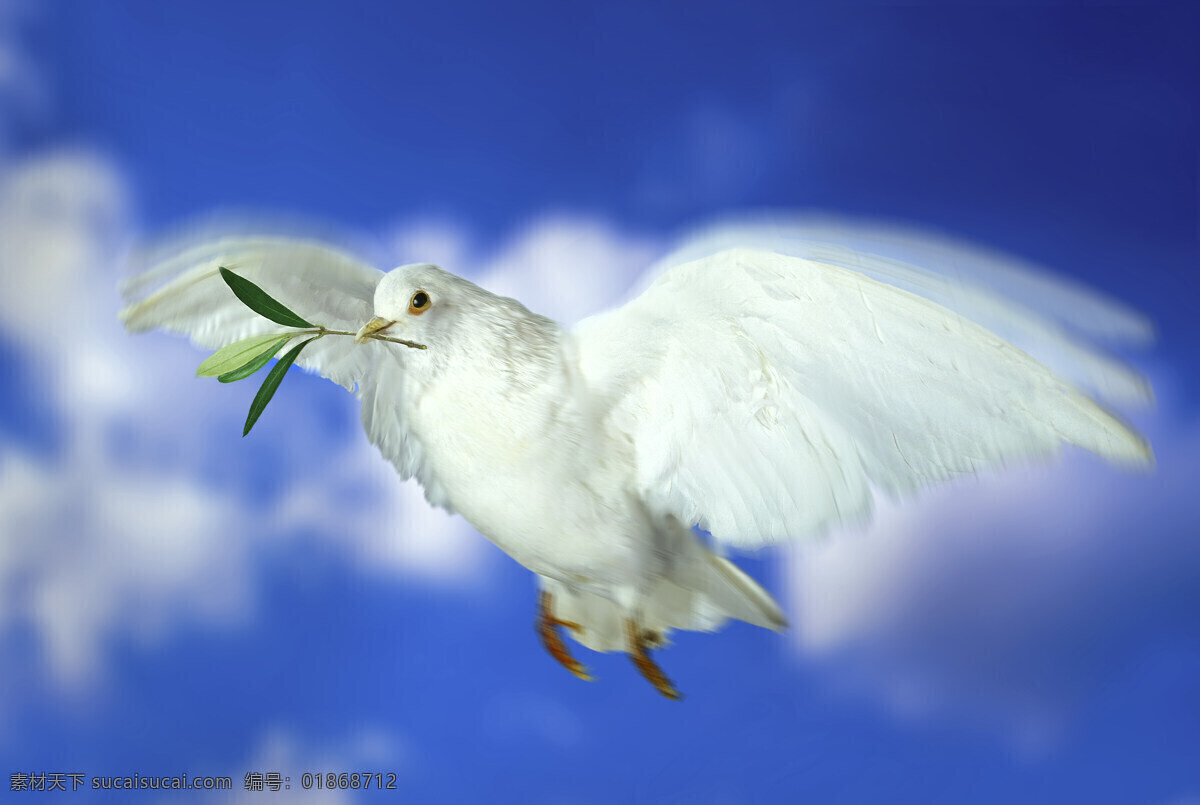 嘴 衔 橄榄枝 和平鸽 动物 鸟禽 鸟类 鸽子 飞翔 洁白 和平 安康 空中飞鸟 生物世界