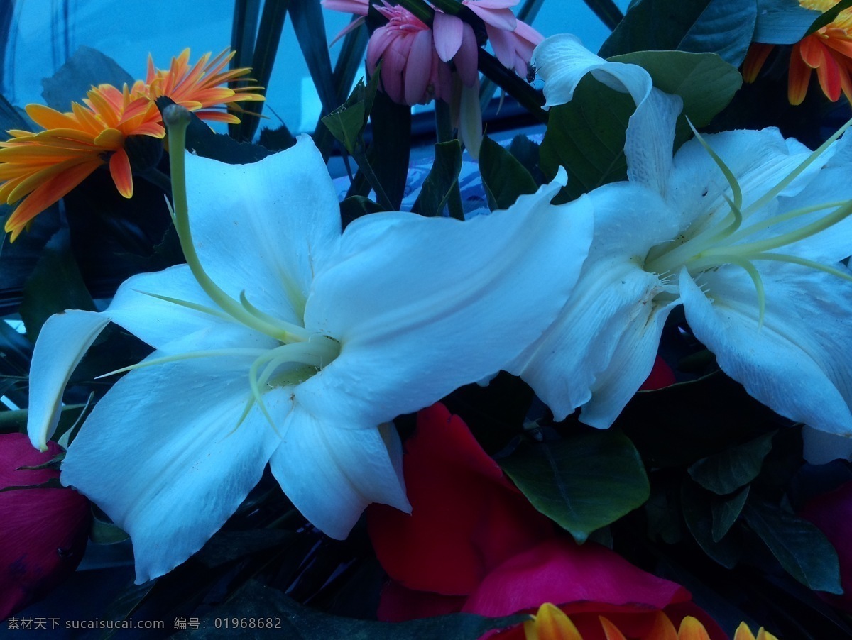 百合 花 花草 玫瑰 生物世界 鲜花 植物 婚车鲜花 各色鲜花 黄色鲜花 粉色鲜花 结婚用花 扶郎花 psd源文件 婚纱 儿童 写真 相册 模板