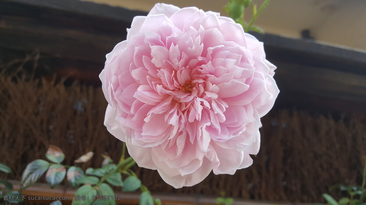 月季花 月季 大红月季 夏天月季 兰州月季 生物世界 花草 子不语花