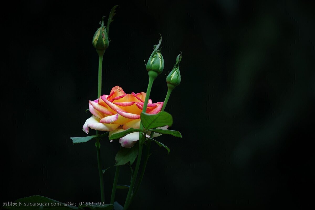 高清 鲜艳 粉色 月季花 花卉 花朵 花草 花瓣 花苞