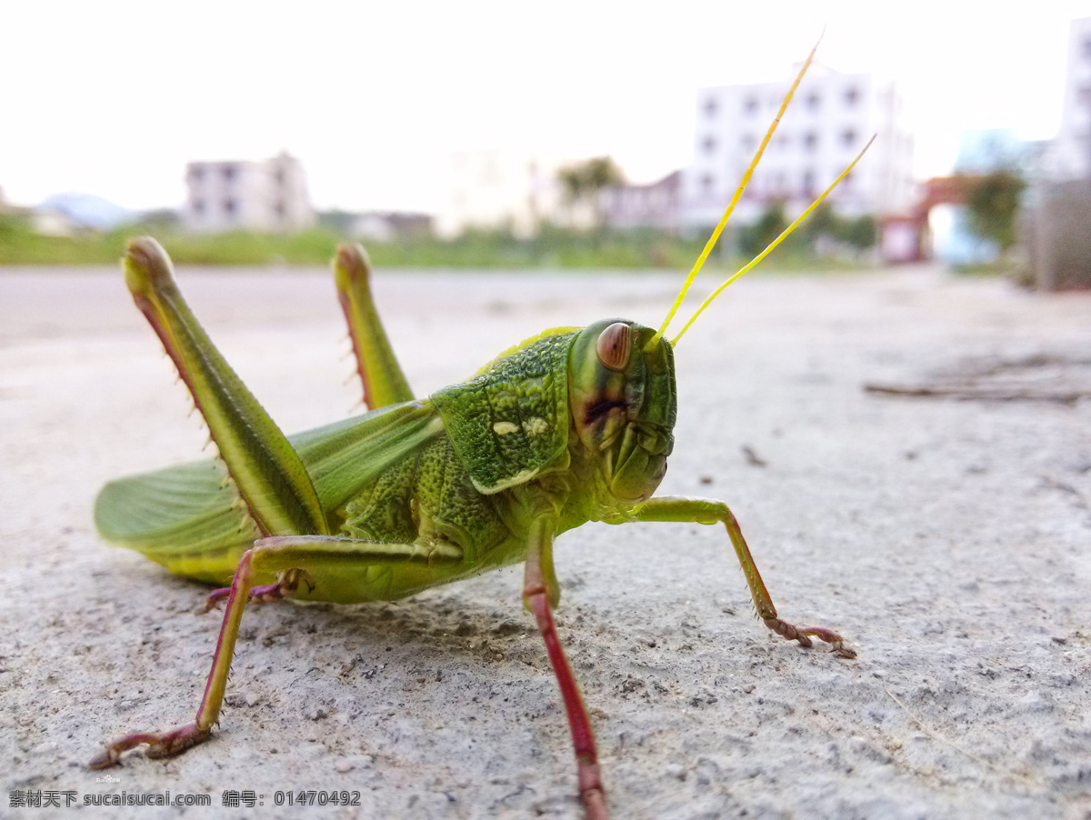 蝗虫 昆虫 蝗 蝗虫特写 生物 虫 动物 蝗虫摄影 生物世界