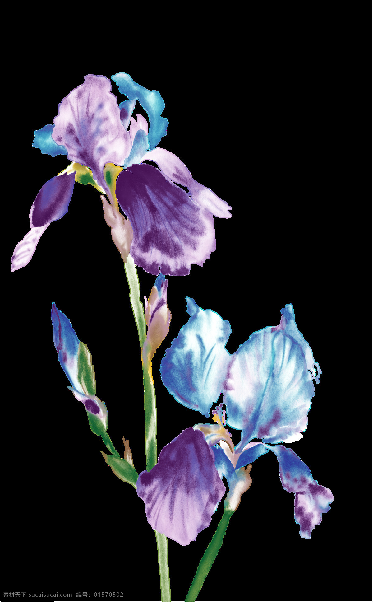 花朵 蓝紫色 免扣 元素 装饰元素 装饰