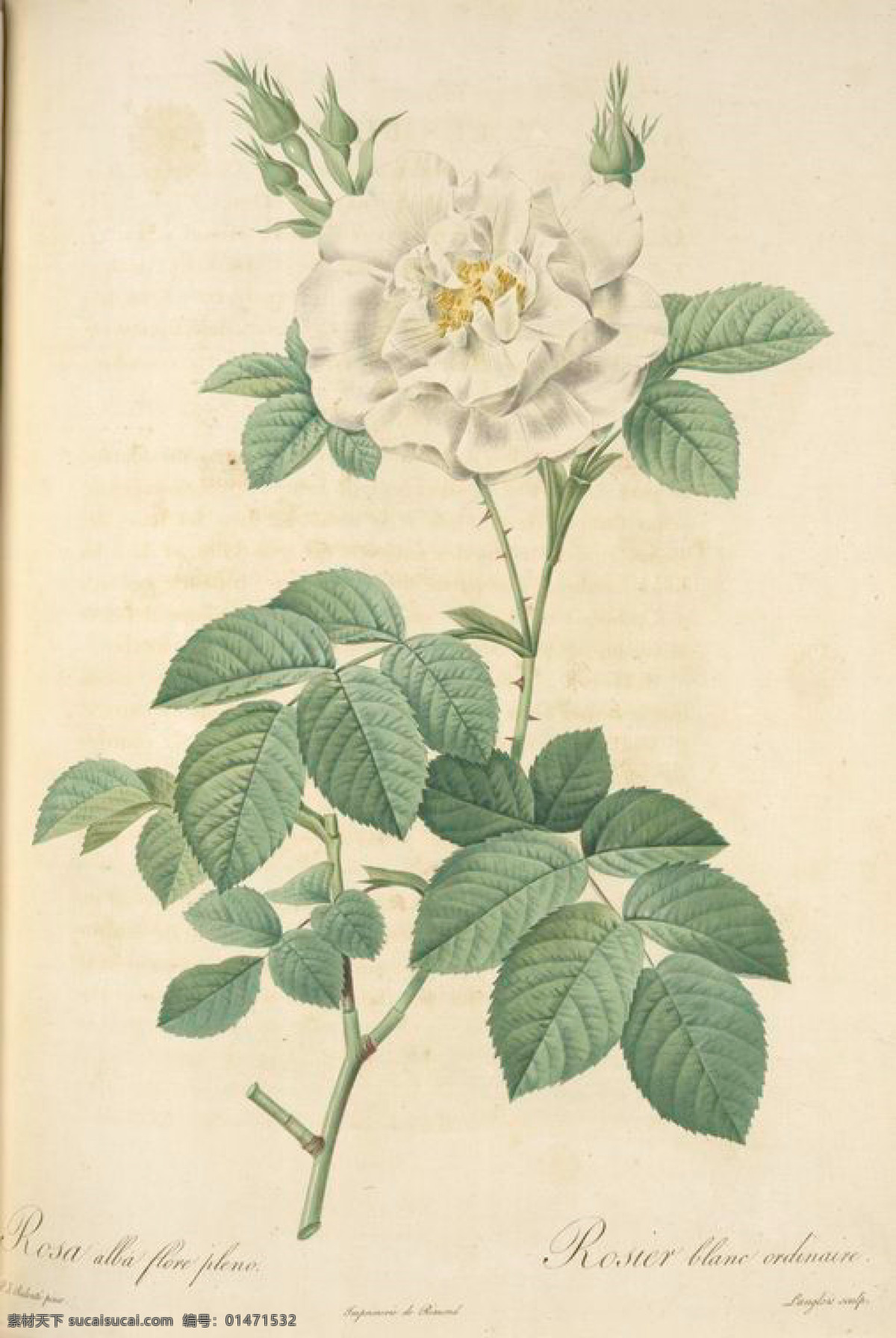 白色 复古 油画 花卉 大全 花 玫瑰 艺术名画 植物图 文化艺术