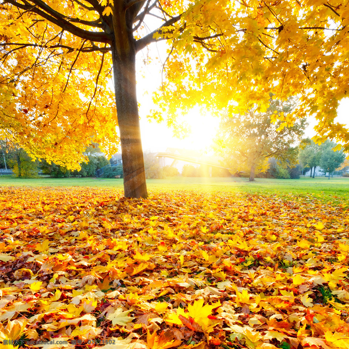 秋天 树木 树叶 阳光 风景 枫 树林 黄叶 落叶 秋天树林风景 秋季美景 美丽风景 秋季景色 自然风景 自然景观 黄色