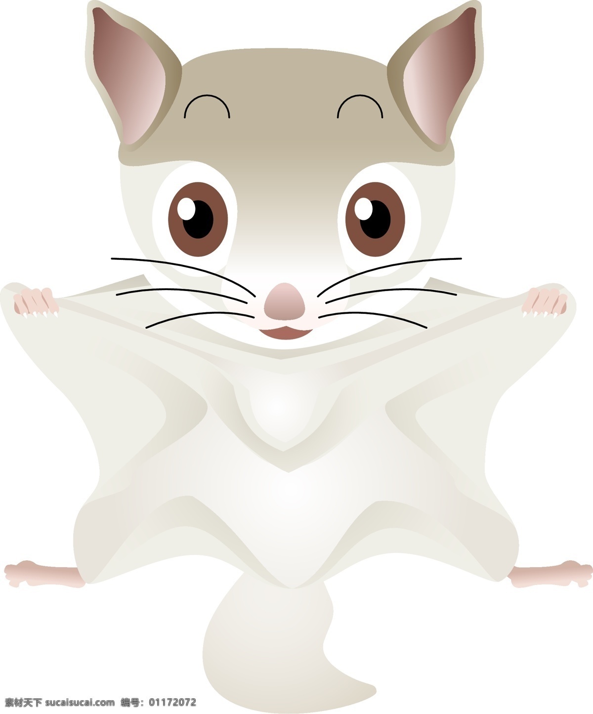 飞行 松鼠 鼯鼠向量 白色