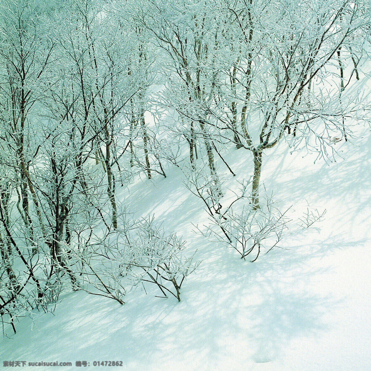 冬天 雪景 背景 冬天雪景 风光 风景 季节 摄影图库 自然 自然风景 自然景观 生活 旅游餐饮