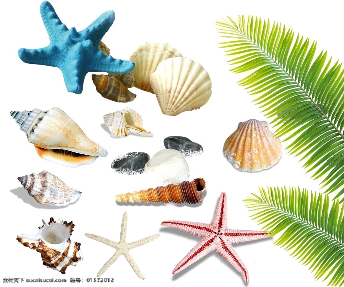 海螺 五角星 海星 贝壳素材 扇贝 钉螺 鹅卵石 小花 草 蓝天 绿地 分层
