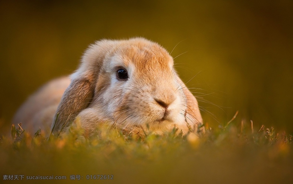 兔子 白兔 动物 哺乳 饲养 圈养 家兔 宠物 大耳 大耳兔 小白兔 兔 养殖 白色 可爱 生物世界 野生动物