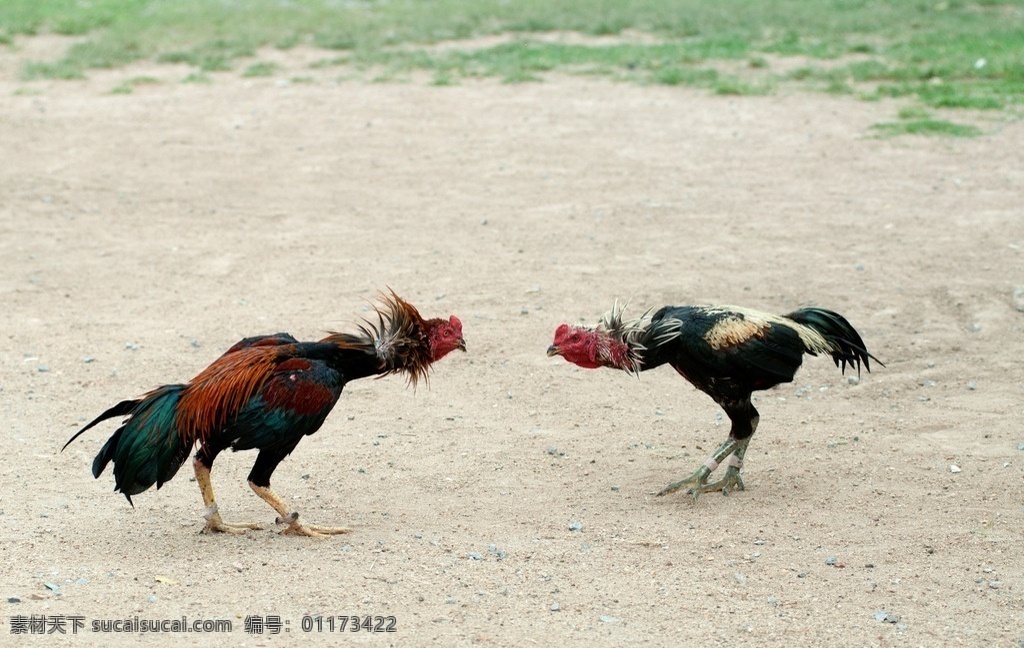 泰国斗鸡 公鸡 雄赳赳 泰国 家禽 战斗鸡 动物摄影 生物世界 家禽家畜