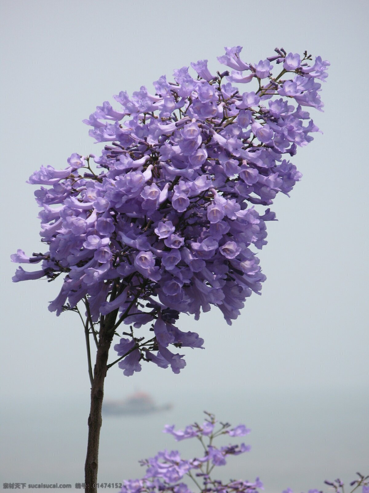 蓝花楹 植物 花朵 紫色 花蕊 花卉 花儿 花草 生物世界