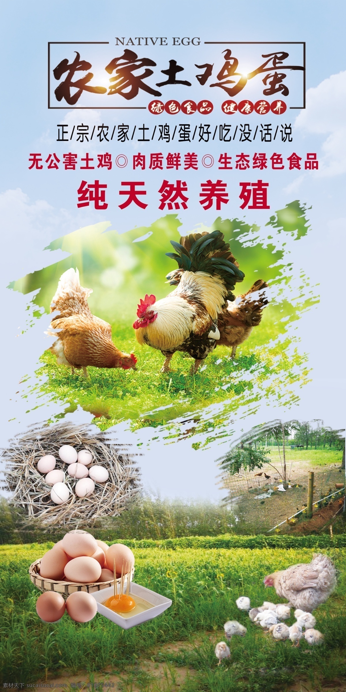 展板 海报 农家土鸡蛋 纯天然 土鸡厂