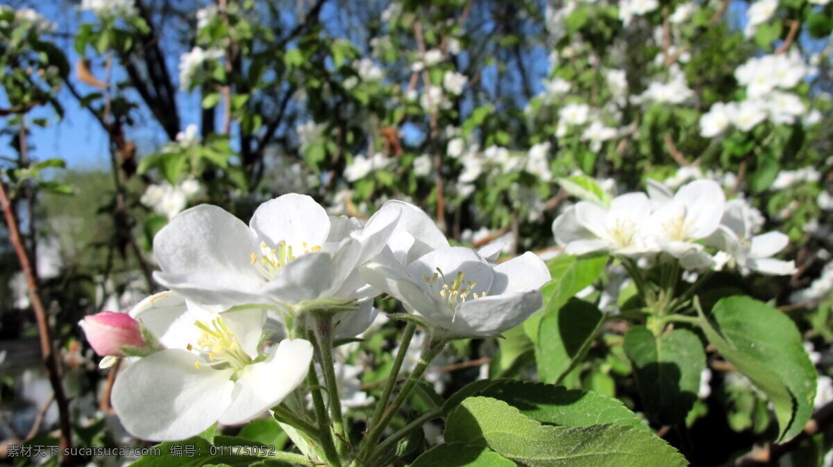 苹果花 苹果 花 花朵 植物 树 大自然 绿色 清新 春天 春色 生物世界 花草 黑色