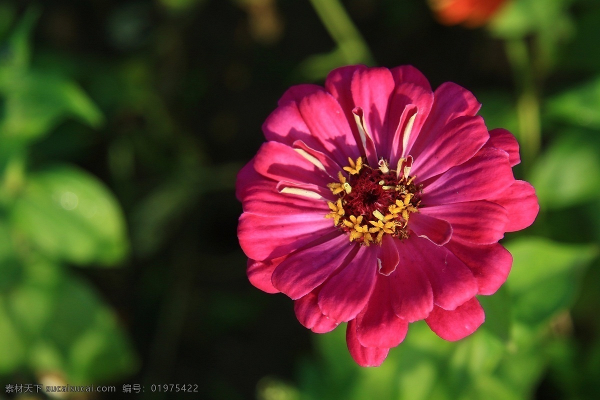 百日菊