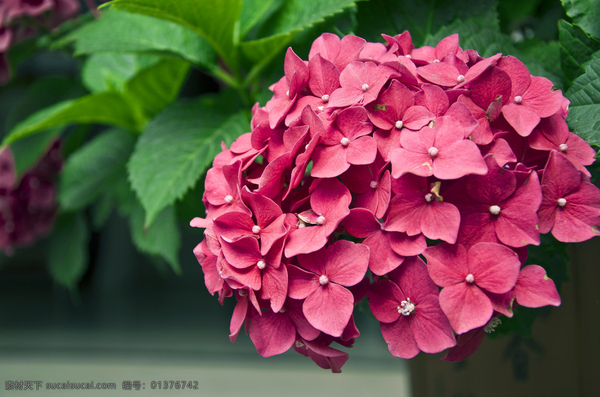 春花 春天 红花 红色 花草 花卉 绿叶 非洲 堇 非洲堇 鲜花 灿烂花朵 娇艳欲滴 盛开的花朵 生物世界 psd源文件