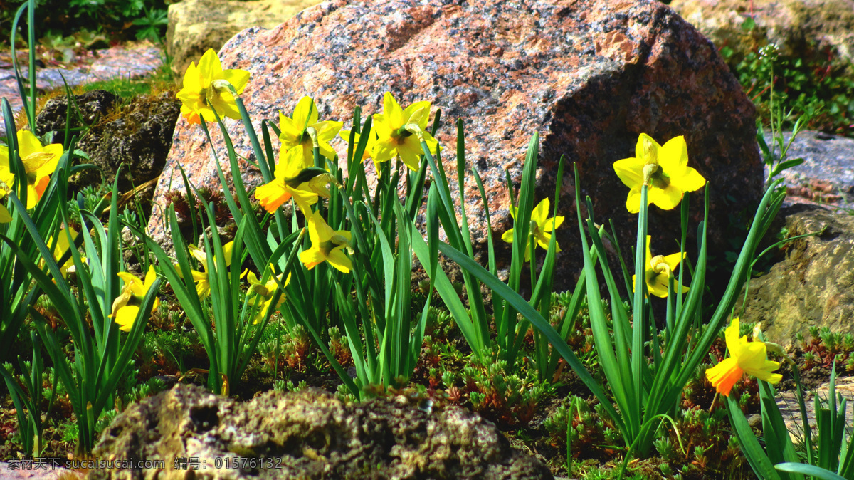 黄色 花朵 黄色花朵 美丽花朵 花卉 美丽鲜花 鲜花摄影 花草树木 生物世界