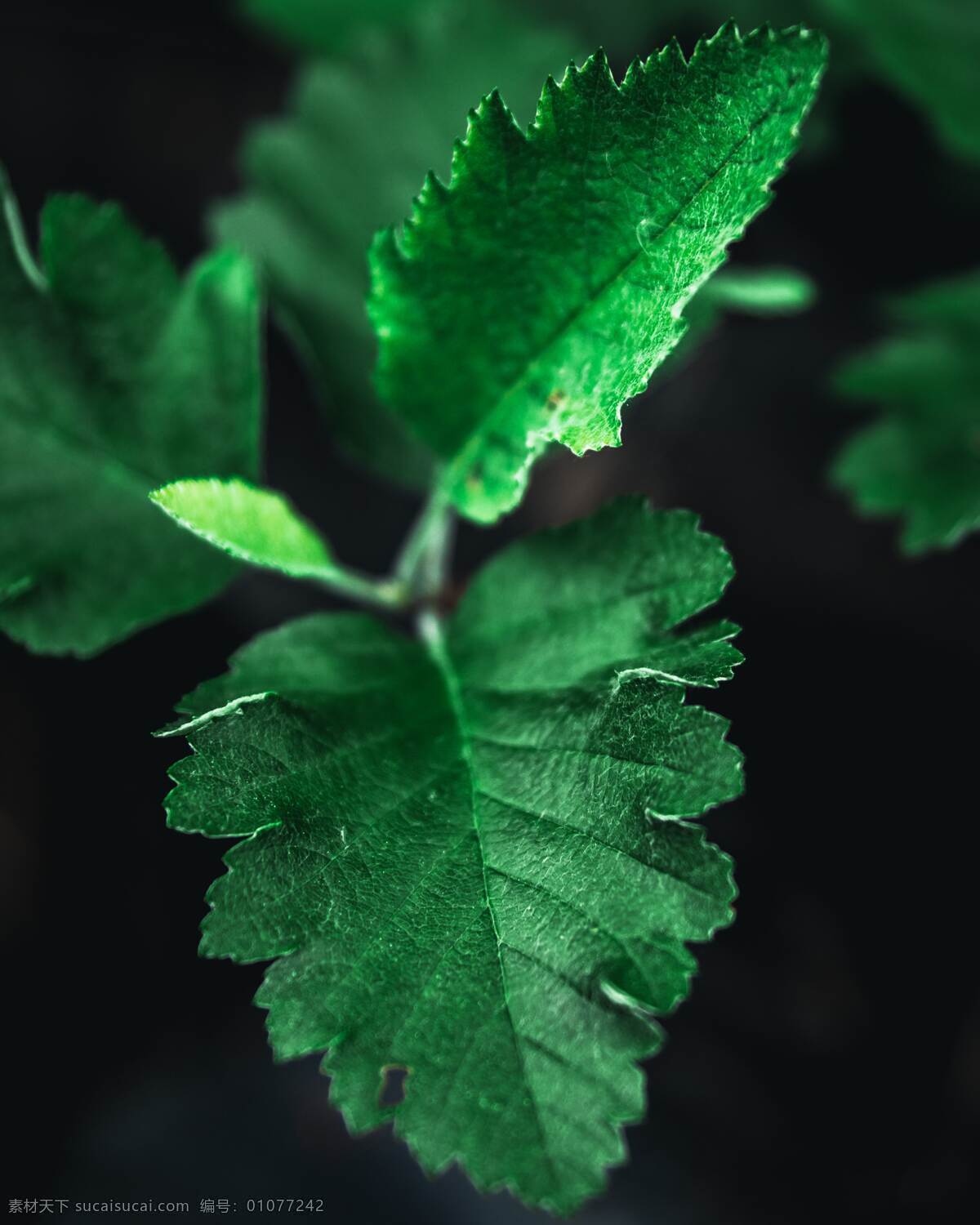 绿叶 春天 盆栽 绿植 绿色 嫩芽 黑底 清新 拍摄 摄影类 生物世界 树木树叶