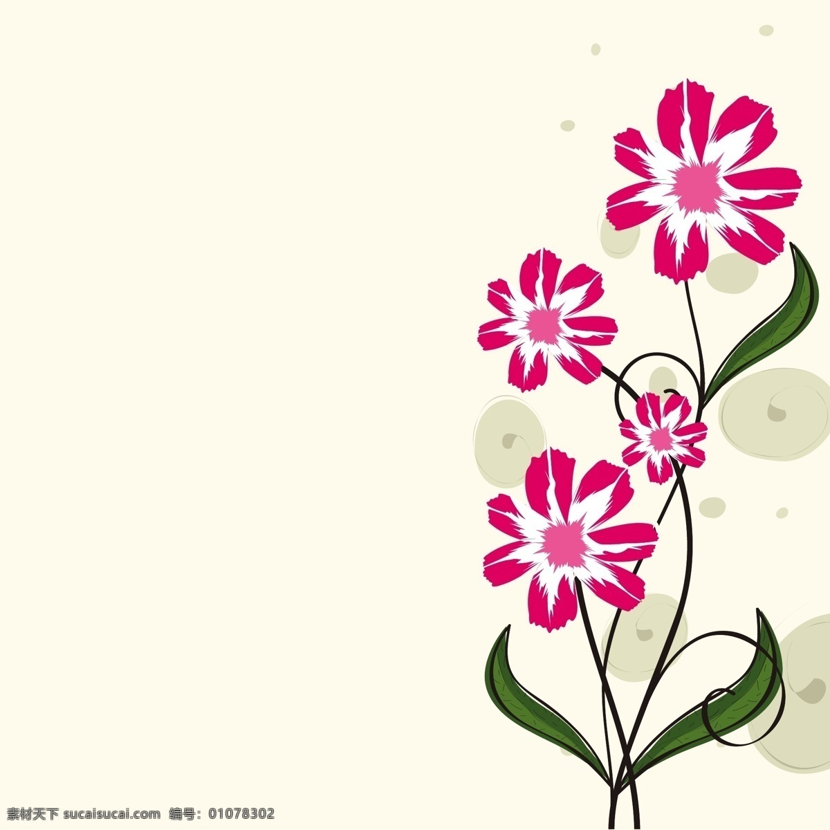 摘要 背景 美丽 花卉 白色