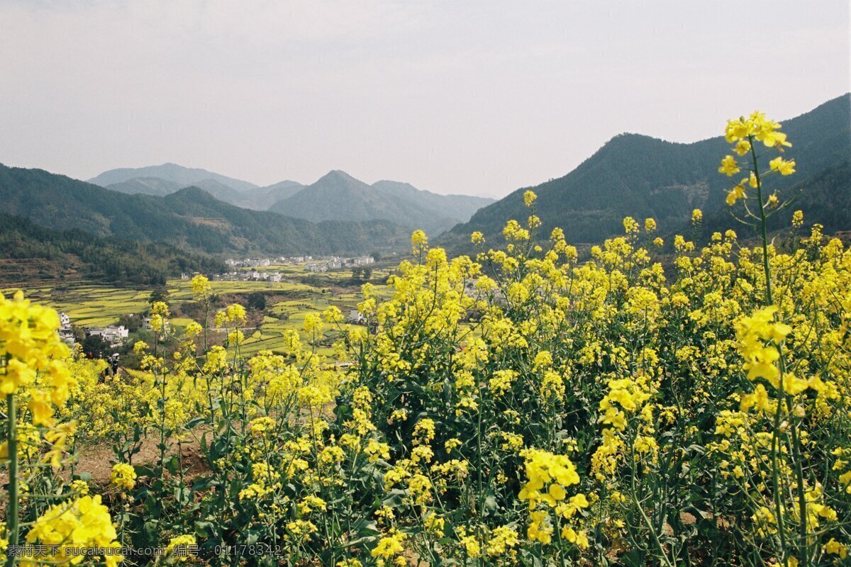 婺源油菜花 婺源 油菜花 胶片 旅游 旅游摄影 国内旅游