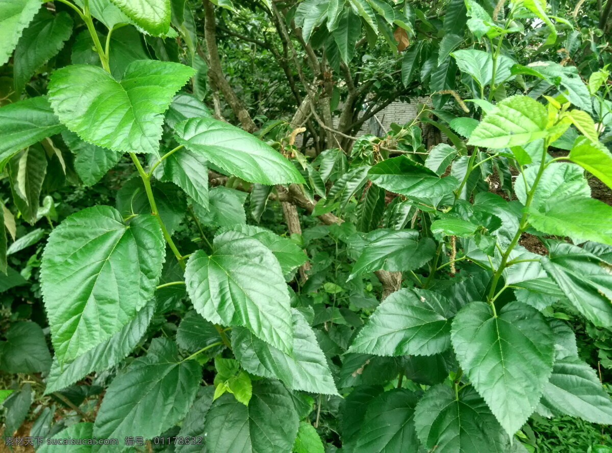 桑叶 桑树 鄂东桑树 桑树叶 养蚕桑叶 生物世界 树木树叶