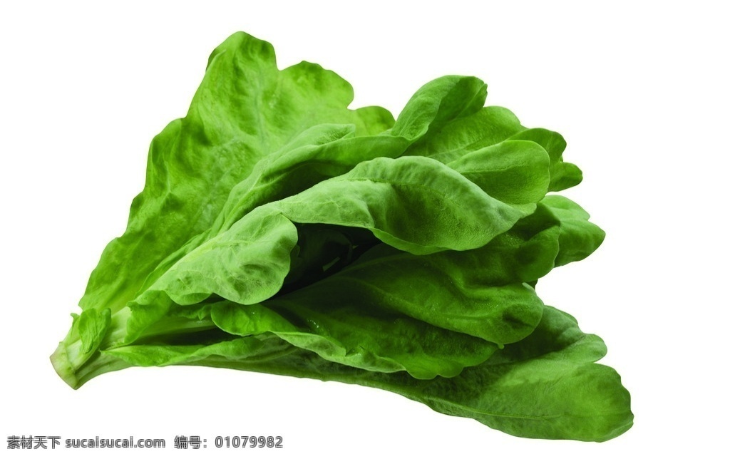 生菜 莴苣 青菜 蔬菜 蔬菜大图 高清蔬菜 绿色蔬菜 生物世界