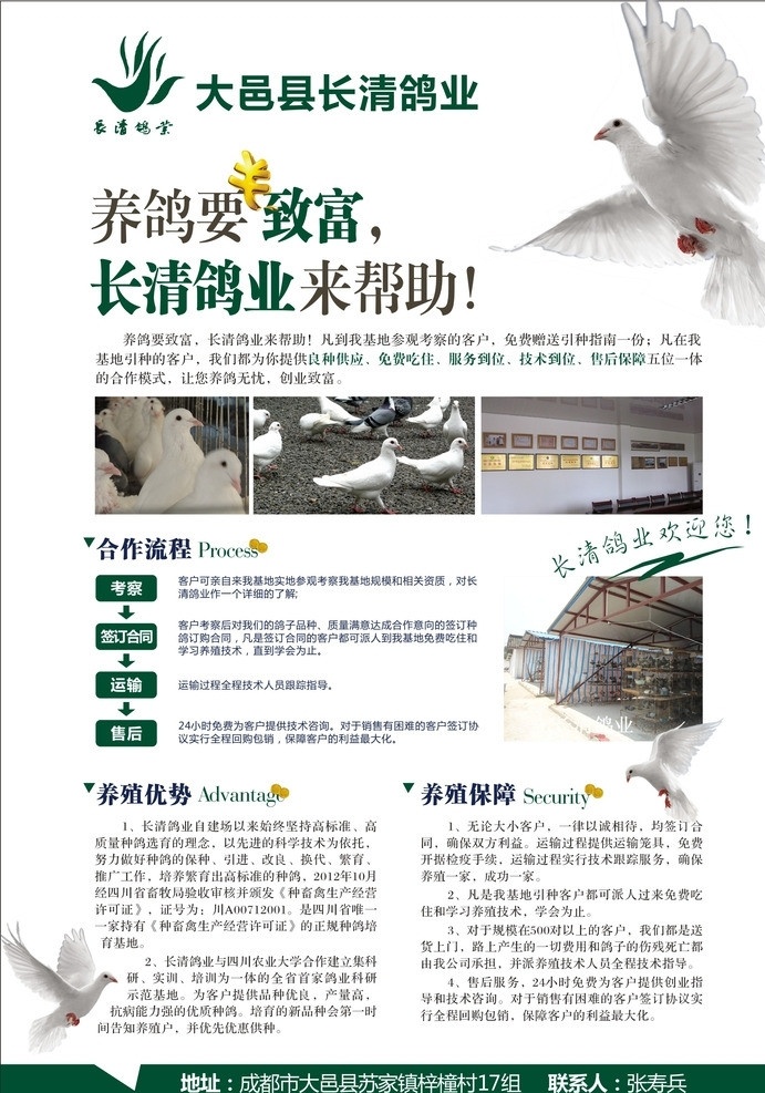 致富养鸽 致富 养鸽 帮助 长清鸽业 合作流程 养殖优势 养殖保障 黑白 财富 金币 鸽子 金砖 蓝天 白云 草地 未转曲 文字描述 dm 宣传单 dm宣传单 矢量