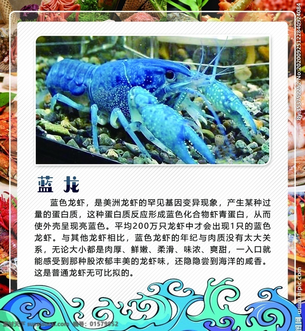 蓝龙虾图片 龙虾 澳龙 海鲜 澳洲龙虾 深海龙虾 澳洲大龙虾 波士顿龙虾 波斯顿龙虾 波士顿大虾 大虾 虾包装 龙虾包装 澳龙包装 海鲜包装 澳洲龙虾包装 深海龙虾包装 大龙虾包装 澳洲 蓝龙 古巴龙虾 速冻大龙虾 青龙虾 青龙虾包装 加拿大龙虾