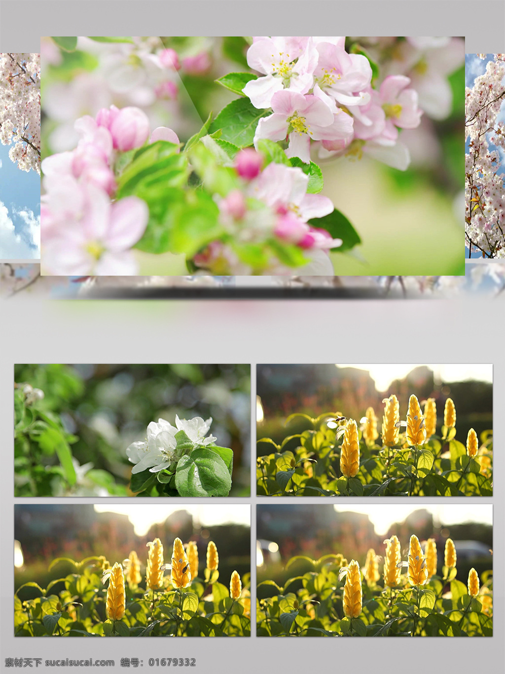小 清新 花儿 花朵 树木 小草 唯美 环保 环境保护 空镜头 绿色 绿叶 清晨 森林 树林 树叶 夏季 夏日 夏天叶子