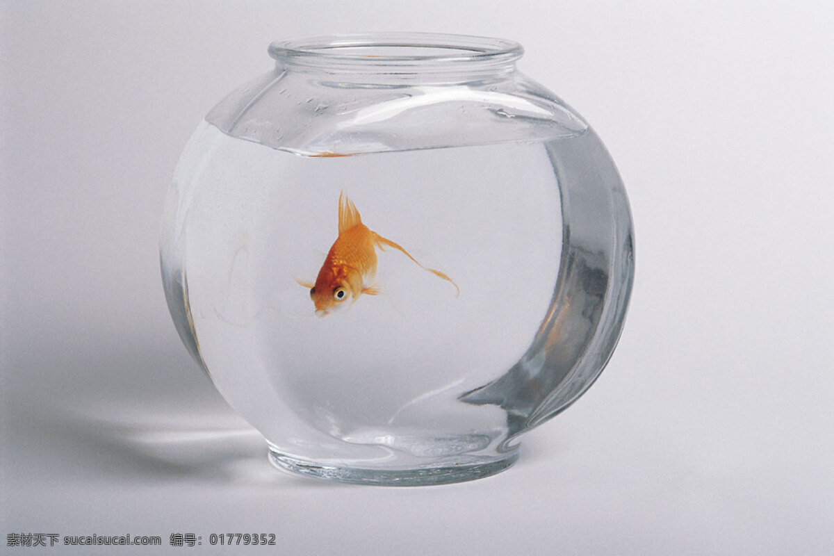 鱼缸 生物世界 鱼 鱼类 净化水 摆设白色背景