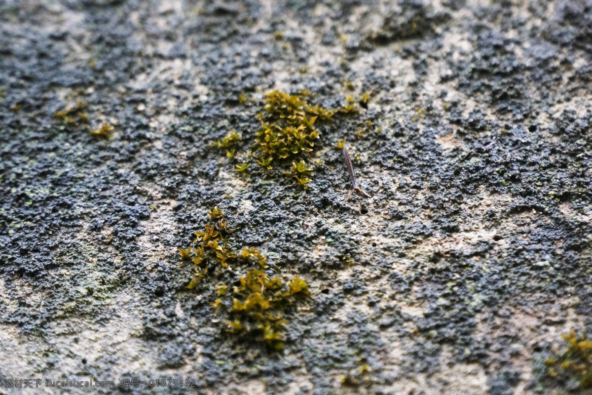 苔藓 绿色 风景 墙面 生物世界 花草 灰色