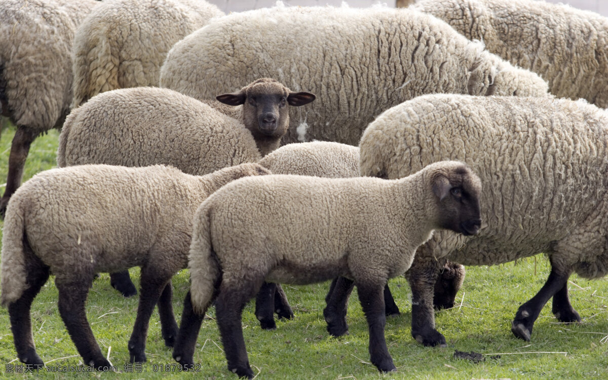 草原上的绵羊 绵羊 羊群 放牧 摄影图 动物世界 陆地动物 生物世界 黑色