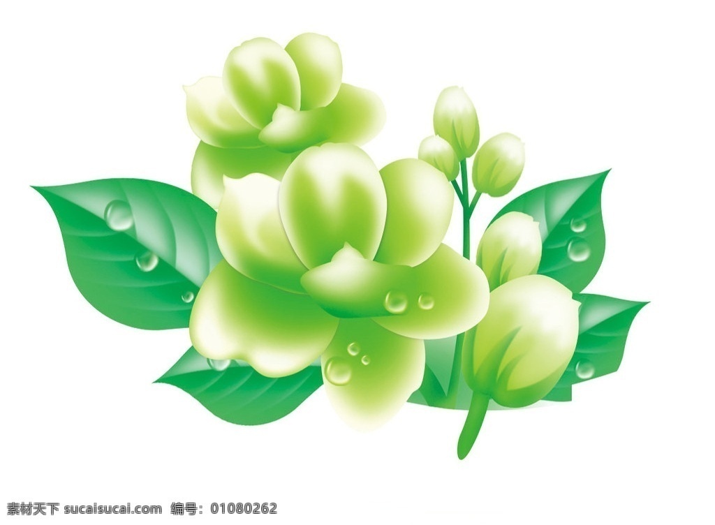 茉莉 叶子 绿色 水珠 花朵 花苞 水滴 玉兰油 傲雪 分层 源文件