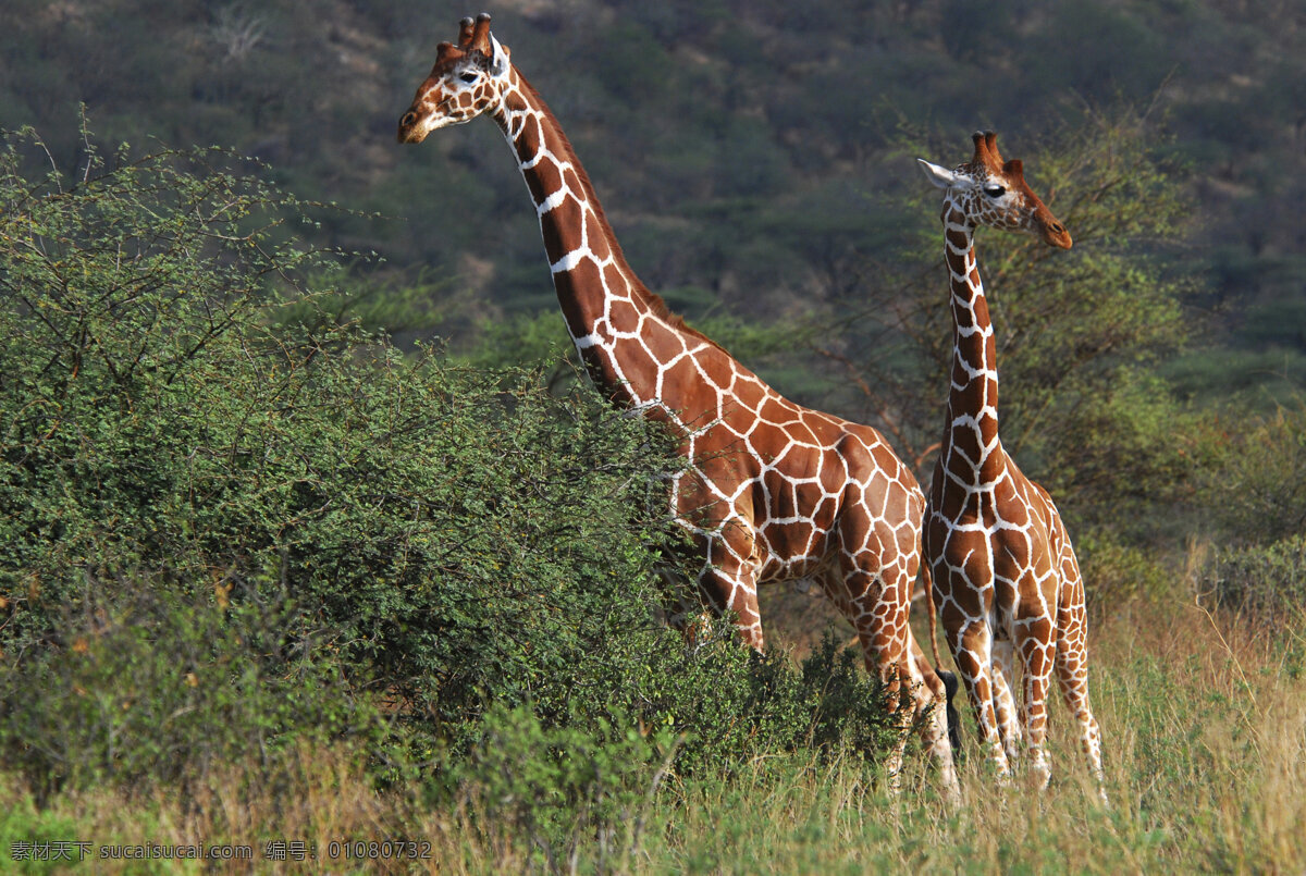 两 只 站 草原 上 长颈鹿 动物 两只长颈鹿 草地 陆地动物 生物世界