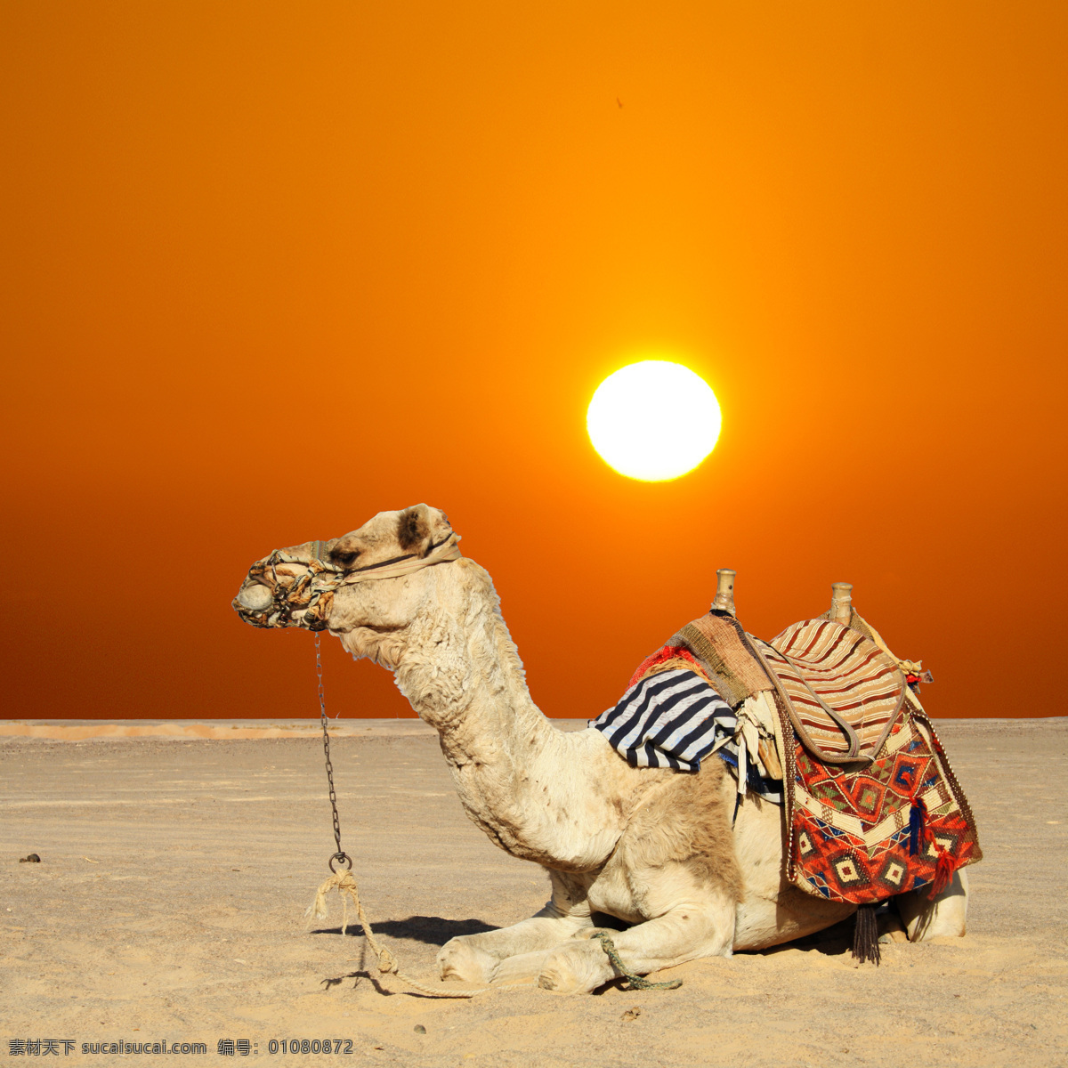 趴在 沙漠 上 驼 骆 趴在沙漠上 驼骆 动物 太阳 城市风光 环境家居
